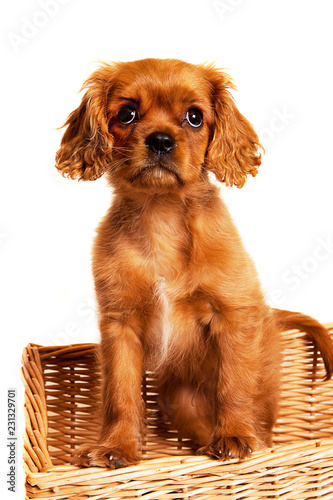 11 week old Cavalier King Charles Puppy with feet on edge of wicker basket photo