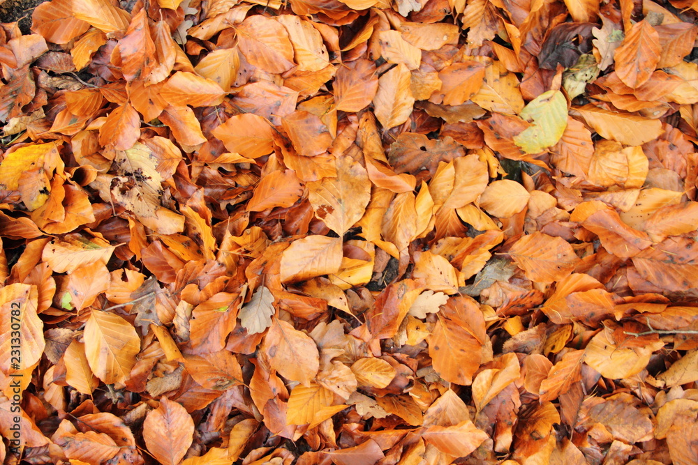 Herbstlaub 5 Herbstlaub 5
