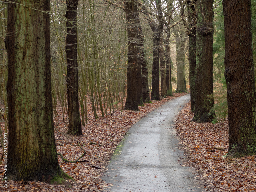 Obraz premium Dutch tree road