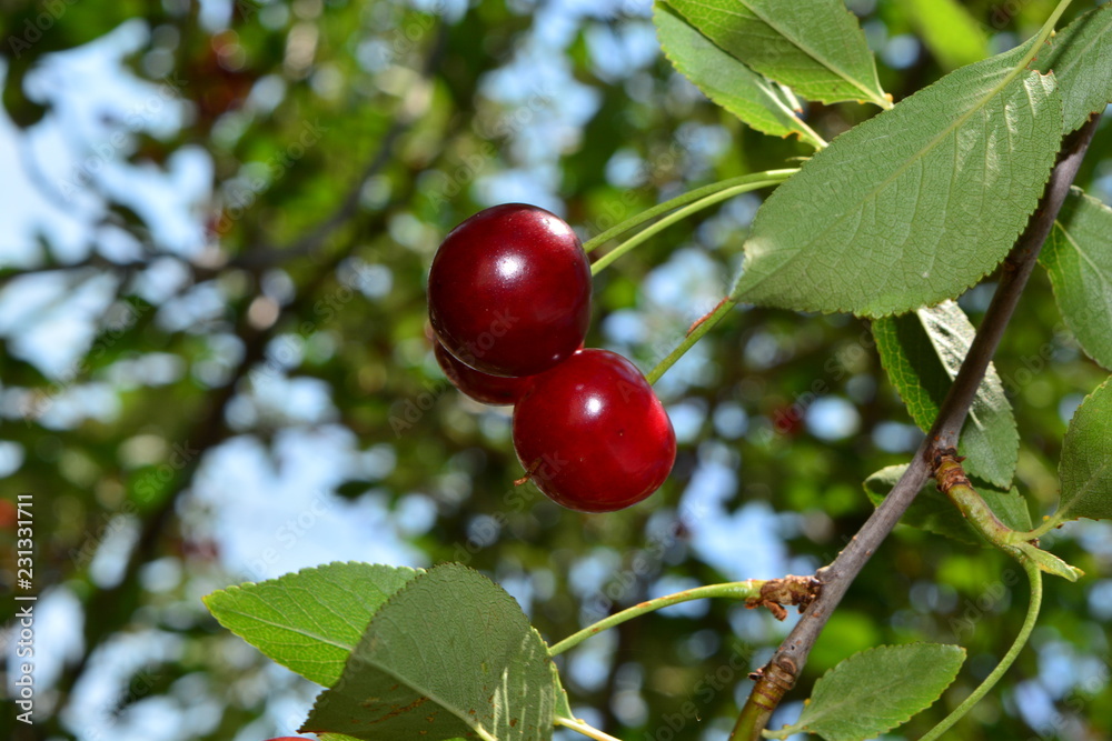 ripe red cherry on a branch with green leaves