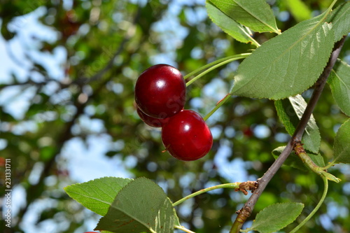 ripe red cherry on a branch with green leaves
