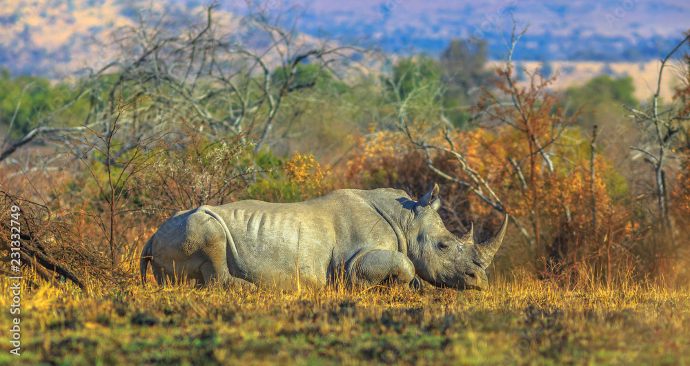 Obraz premium Nosorożec biały, Ceratotherium simum, zwany także nosorożcem kamuflażowym spoczywającym w naturalnym środowisku buszu, Park Narodowy Pilanesberg, RPA. Widok z boku. Nosorożec w jednej z Wielkiej Piątki.