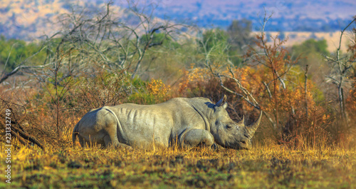White Rhinocero, Ceratotherium simum, also called camouflage rhinoceros resting in bushland natural habitat, Pilanesberg National Park, South Africa. Side view. The Rhino in one of the Big Five.