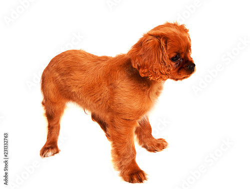 Cavalier King Charles Spaniel Puppy