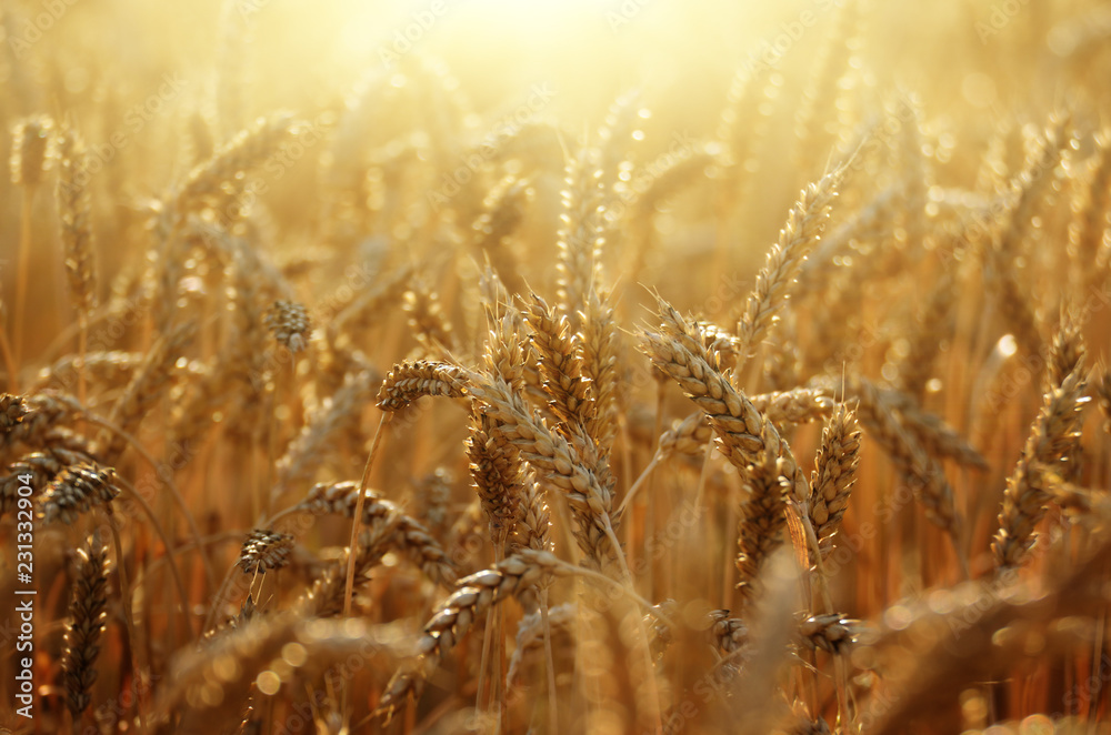 Fototapeta premium Wheat field under cloudy blue sky in Ukraine
