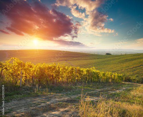 Tuscan vineyardsThe sunset on the vineyards of the Bolgheri wine.