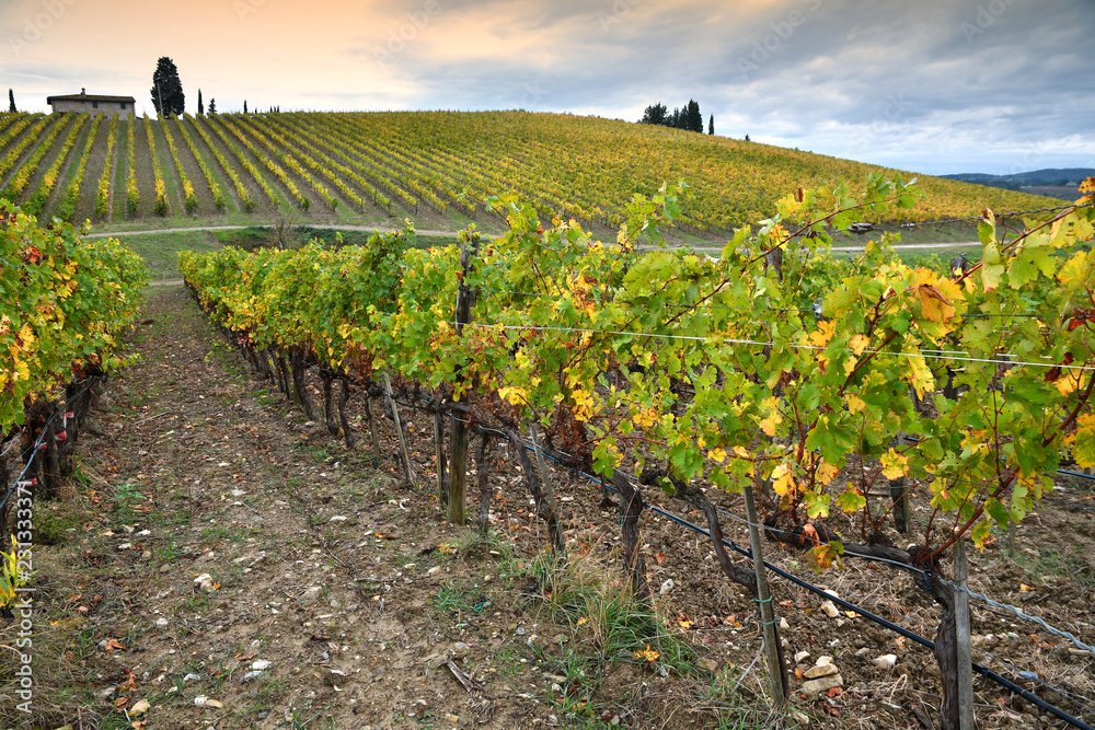 The colors of autumn season on the Tuscan vineyards in Chianti region near Florence. Italy