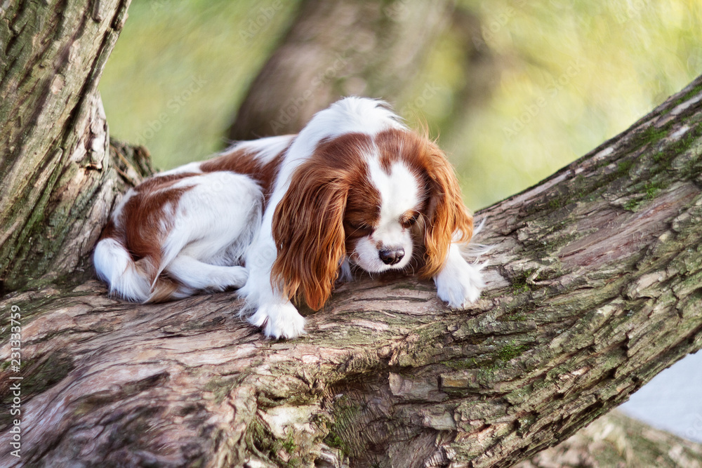 sad dog cocker spaniel lies in a tree and looks in profile