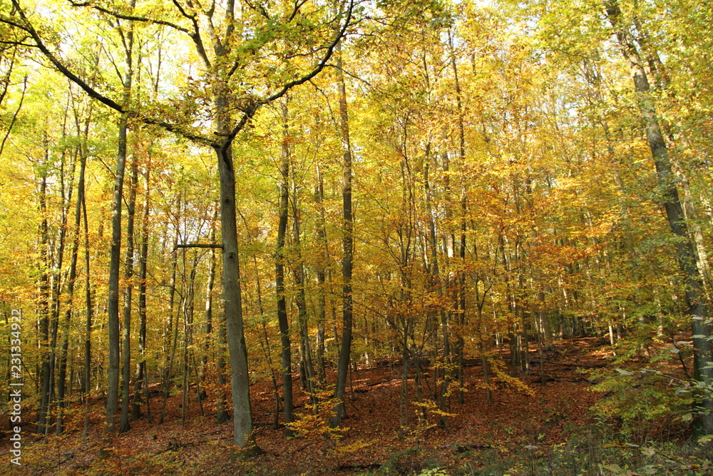 Laubwald im Herbst 9