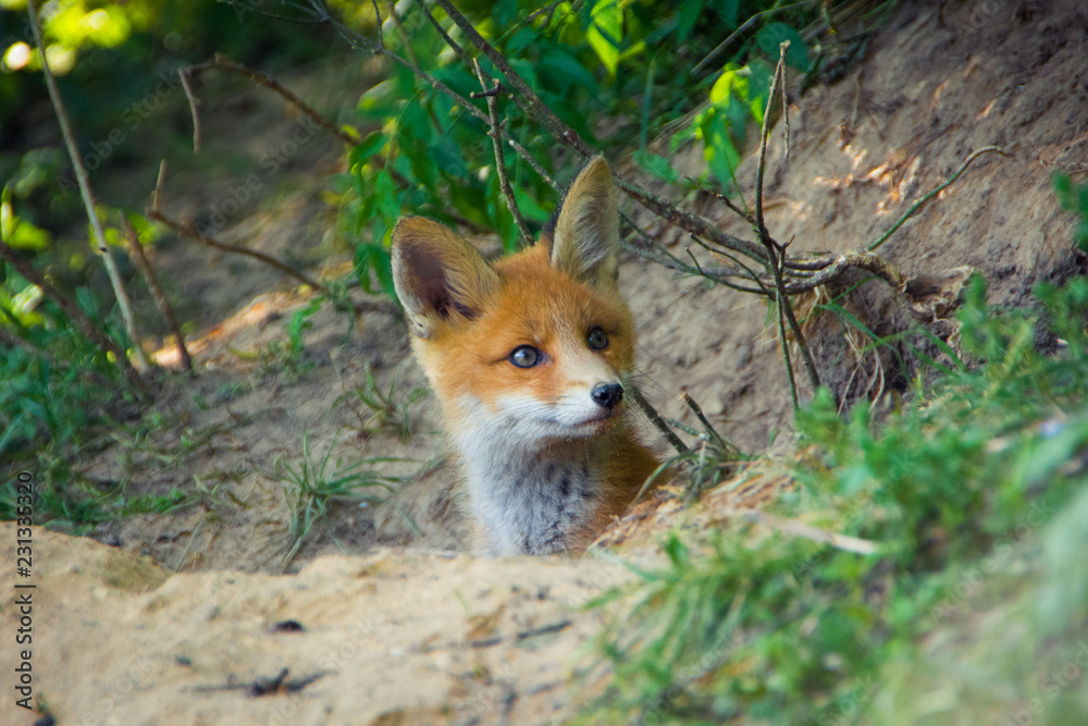 Fox kid lying on the ground near the hole. Moscow, Russia Fox kid lying on the ground near the hole. Moscow, Russia