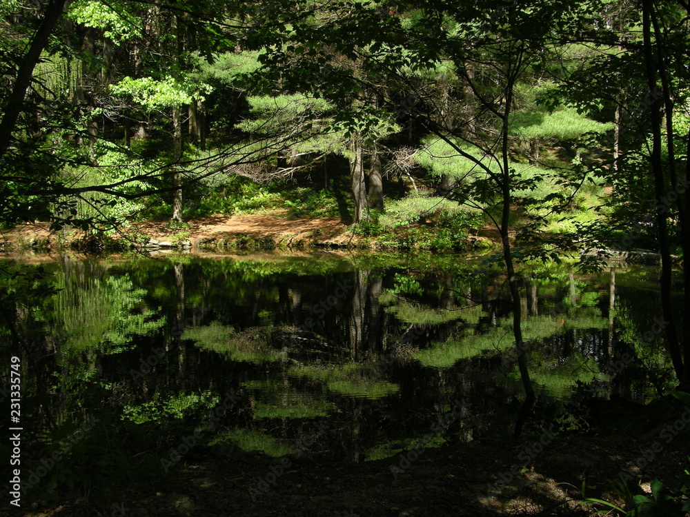 Lost forest pond, somewhere in Russia, summer Lost forest pond, somewhere in Russia, summer