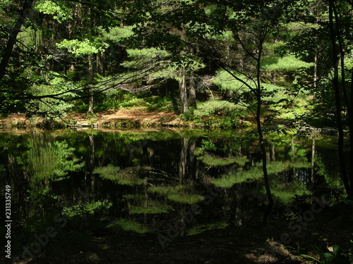 Lost forest pond  somewhere in Russia  summer