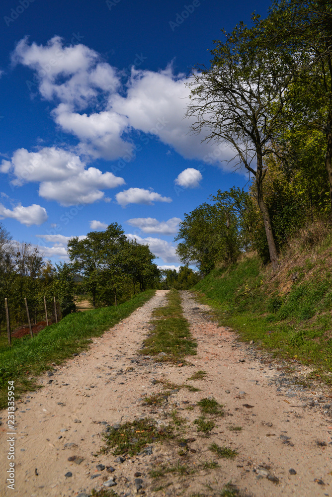 rural path between trees and blue sky with white clouds