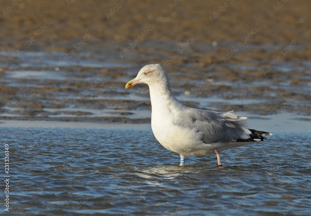 Fototapeta premium Möwe an einem Strand an einem windigen Herbsttag