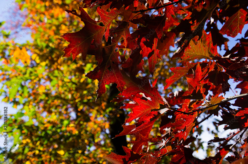 Autumn levaves in Netherlands Autumn levaves in Netherlands