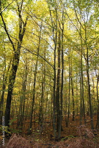 Laubwald im Herbst 6