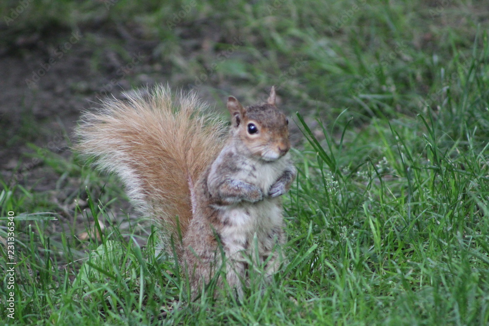 Naklejka premium squirrel
