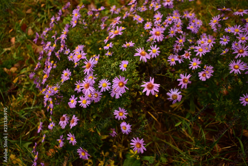 flowers in the garden