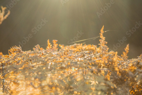 Lucid Fields. Beautiful afternoon nature scene of a field of golden tipped grass. Shot on the Volcano Etna in Sicily