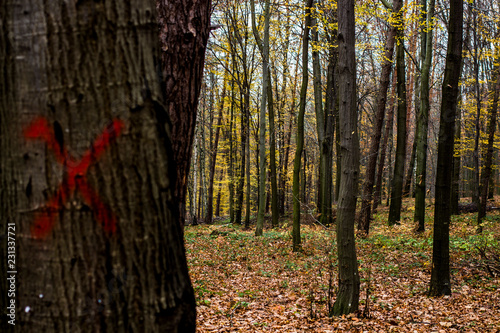 Fototapeta Naklejka Na Ścianę i Meble -  autumnO18