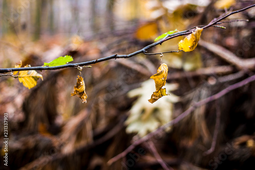 Fototapeta Naklejka Na Ścianę i Meble -  autumnO18