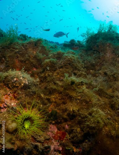 fondo marino con roca con coral