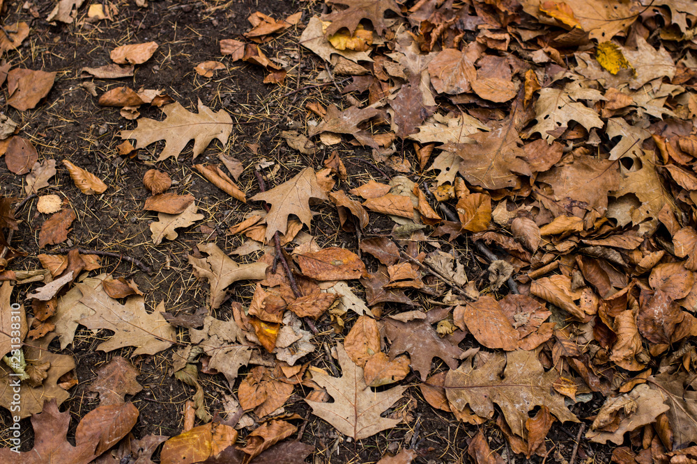 autumn18 autumn18