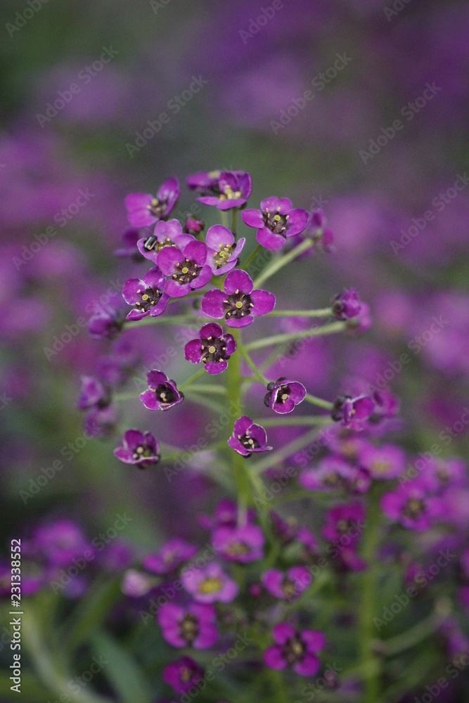Purple flower macro Purple flower macro
