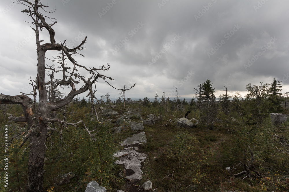 Obraz premium Dead Trees on the Mountain