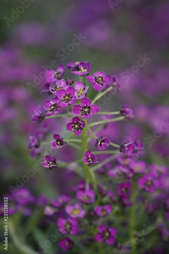 Purple flower macro