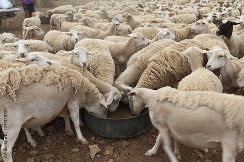 Feeding time on a dorper sheep farm photo