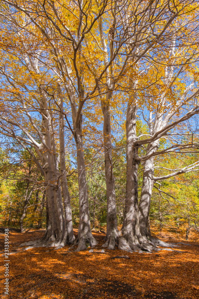 Fototapeta premium Trofa du Camperi, age-old beech on the Etna volcano in the autumn season