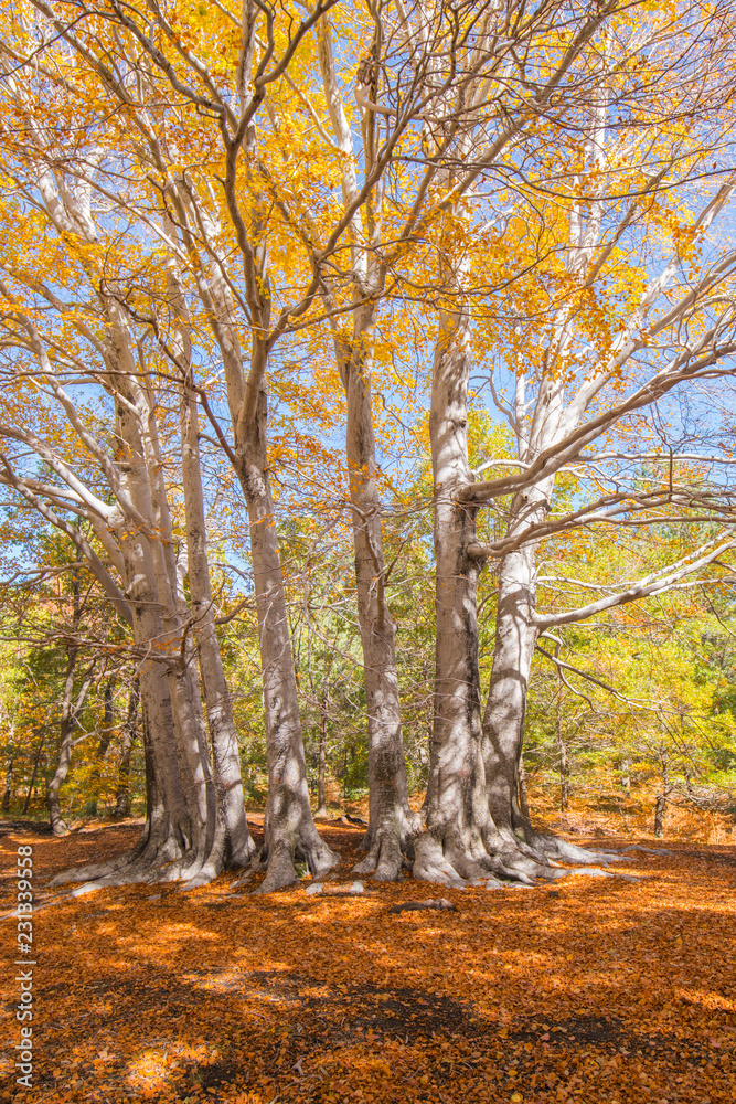 Obraz premium Trofa du Camperi, age-old beech on the Etna volcano in the autumn season