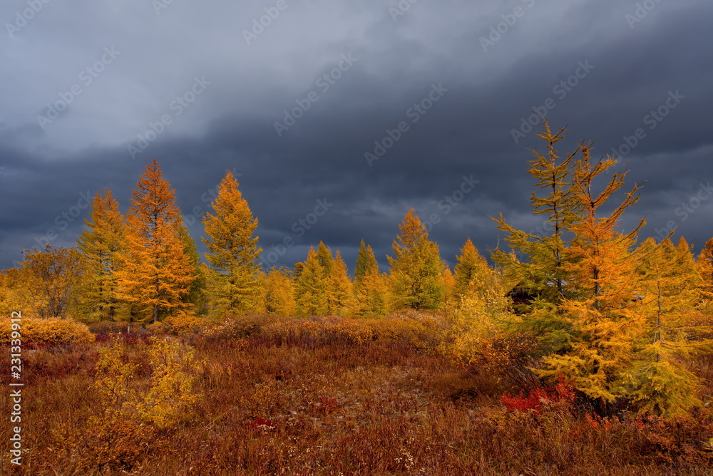 Fototapeta premium Russia. Magadan region. Autumn taiga on permafrost.