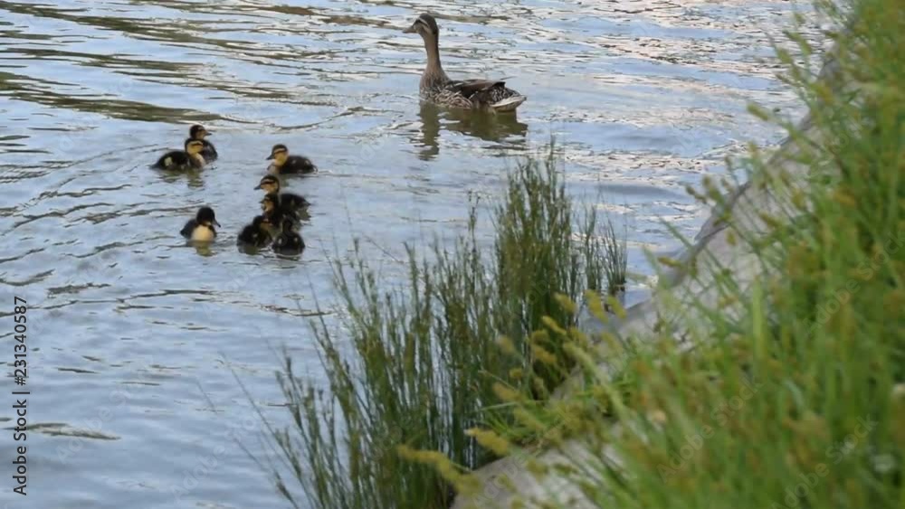2 in 1 Wild duck and ducklings sailing close to the coast 2 in 1 Wild duck and ducklings sailing close to the coast