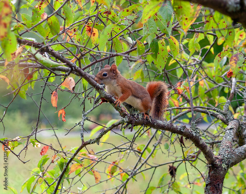 squirrel on a tree