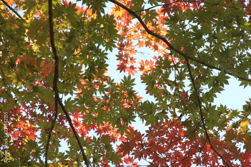 Red Leaves in Bukhansan National Park in Seoul, South Korea photo