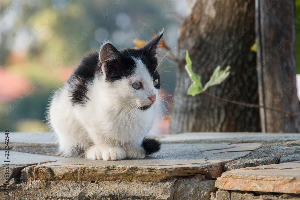 Fototapeta premium Domestic cat with kitten,Palaios panteleimonas