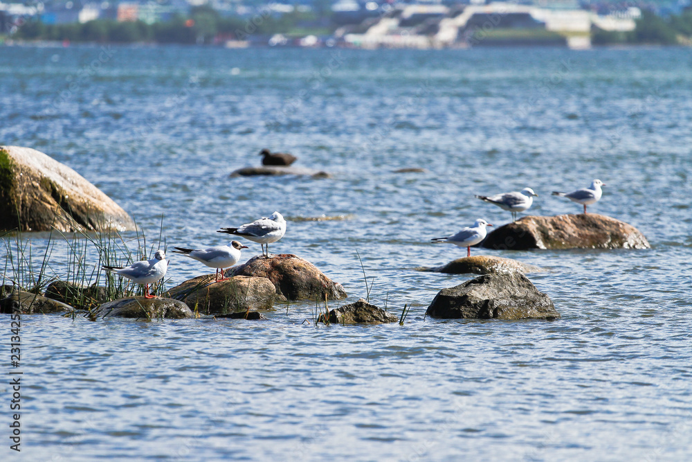 Fototapeta premium Estland Tallinn Küste