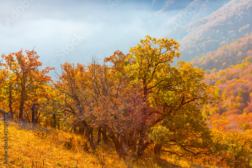 autumn mountain valley in a mist