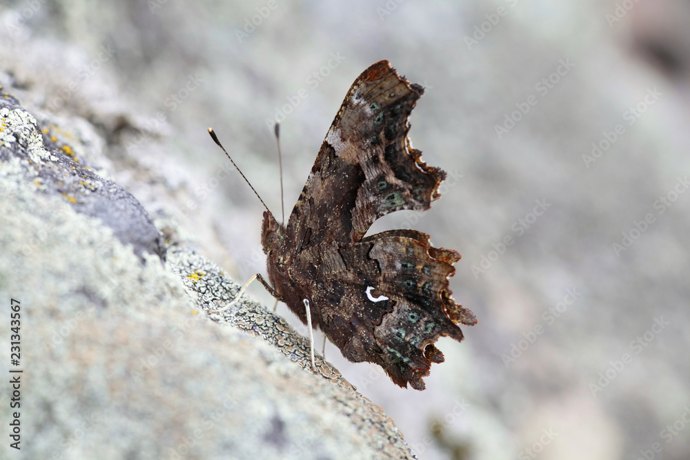 Obraz premium Comma butterfly