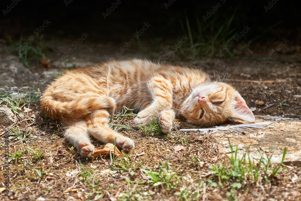 entspannte Katze ruht sich auf dem Fußboden aus und beobachtet den  Fotografen Stock Photo | Adobe Stock