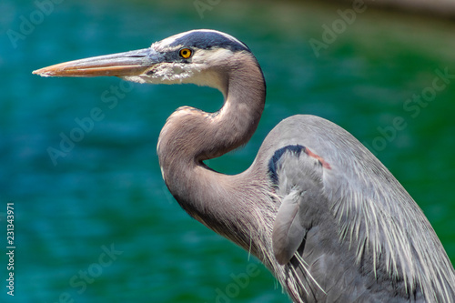 Great Blue Heron hunting for fish at the edge of the water. A large bird with gray, white and yellow markings. Maricopa County, Chandler, Arizona. Summer of 2018. photo