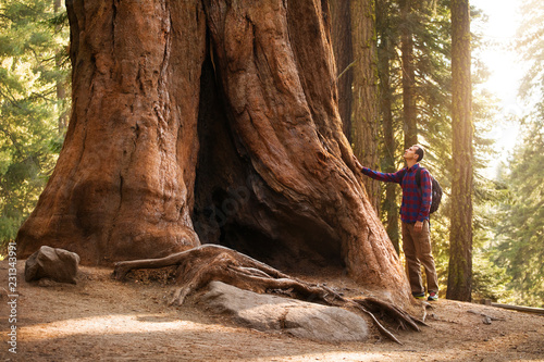 Hiker man in Sequoia National Park. Traveler male looking at the giant sequoia tree, California, USA