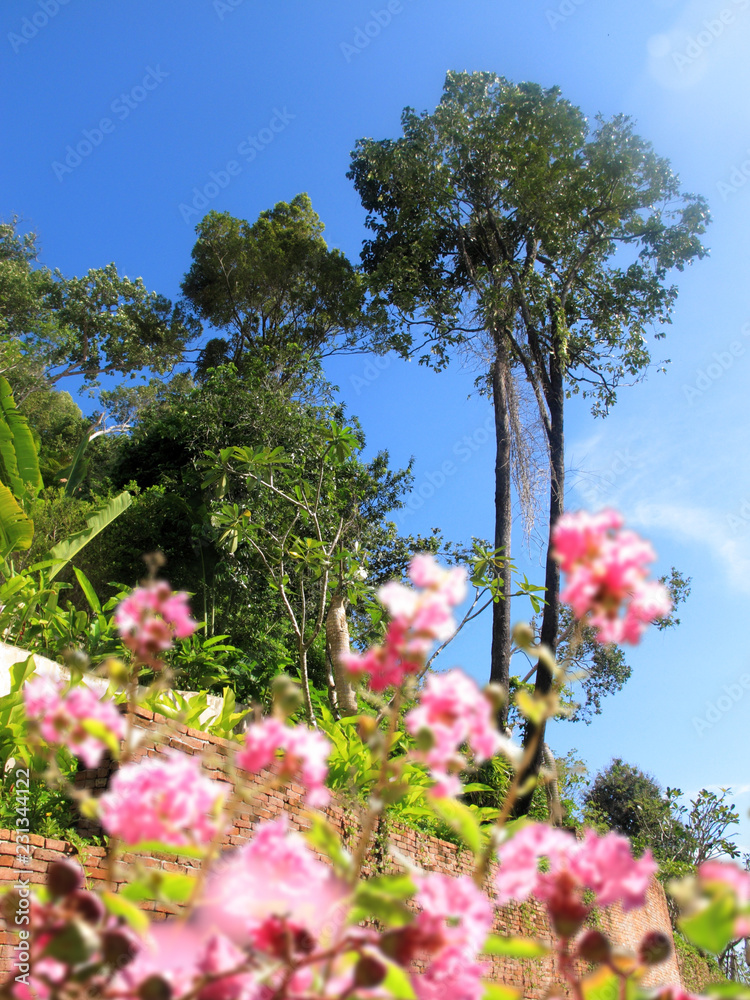 tropical trees and flowers in park over sunny blue sky in Thailand