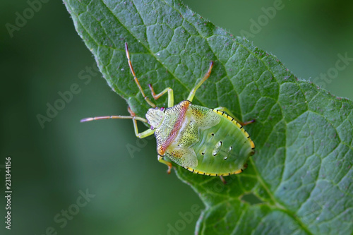 Hawthorn shield bug nymph photo