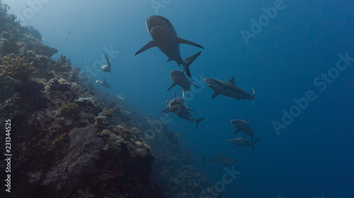 Large numbers of sharks swim towards camera © Lightning Strike Pro