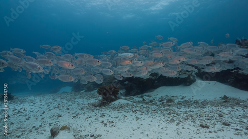 Photography Huge school of silver and ref fish swimming over coral reef