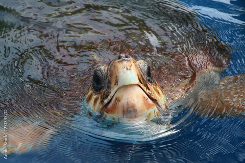 Turtle swimming