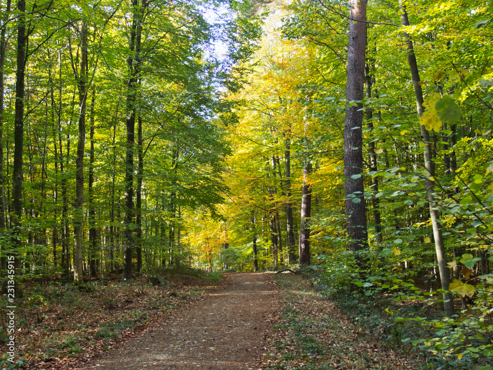 Fototapeta premium Wald im Herbst